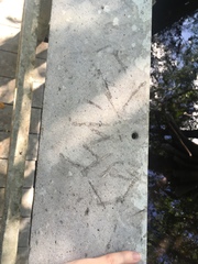 Pelecaniformes