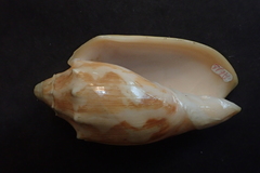 Cymbiola vespertilio