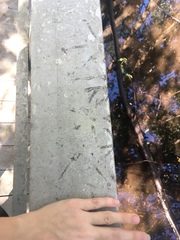 Pelecaniformes
