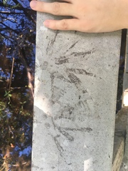 Pelecaniformes
