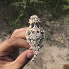 Phrynosoma coronatum