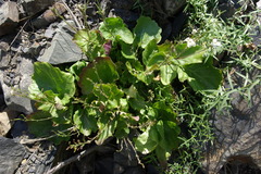 Arabis christiani
