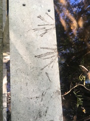Pelecaniformes
