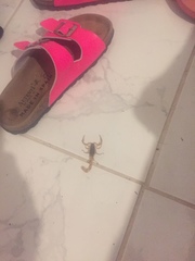 Aegaeobuthus gibbosus