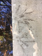 Pelecaniformes