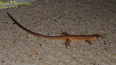 Takydromus wolteri