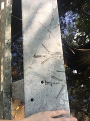 Pelecaniformes