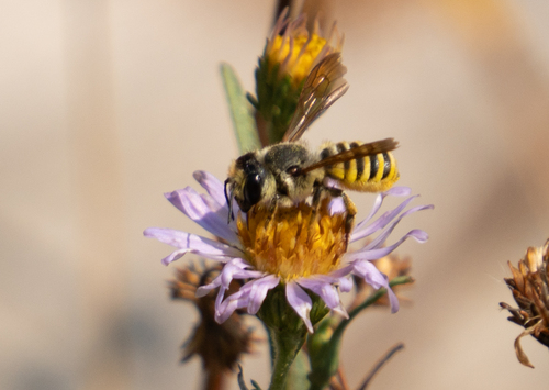 Horn-faced Leafcutter Bee photo 6