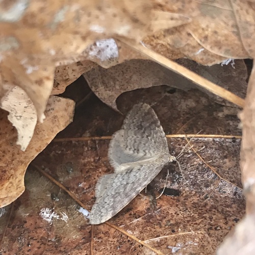 Bruce Spanworm Moth photo 3