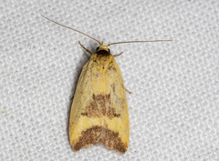 Ageletha hemiteles