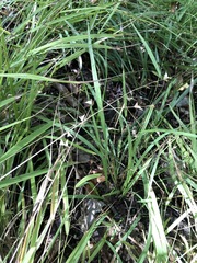 Chasmanthium nitidum