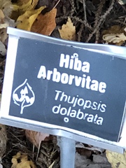 Thujopsis dolabrata