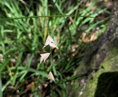 Chasmanthium nitidum