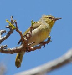 Neomixis striatigula