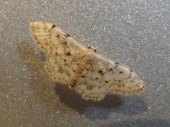 Idaea inquinata