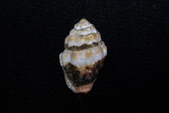 Orphanopusia patriarchalis