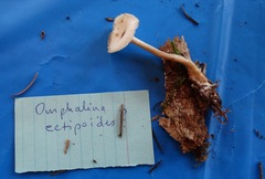 Pseudoarmillariella ectypoides