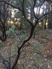Arctostaphylos viscida