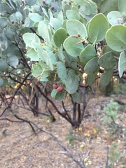Arctostaphylos viscida