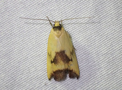 Ageletha hemiteles