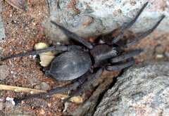 Gnaphosidae