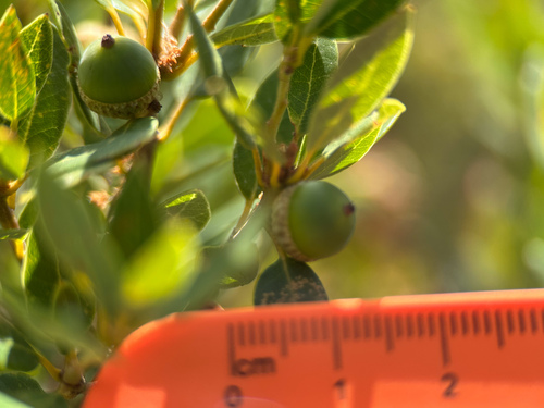 Quercus vacciniifolia, photograph 5