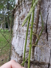 Rhipsalis lindbergiana