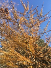 Pseudolarix amabilis