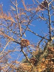 Pseudolarix amabilis