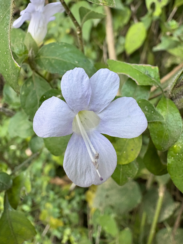 Barleria ventricosa (Pale Bush Violet)