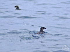 Pelecanoides garnotii