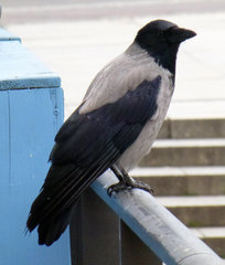 Corvus cornix
