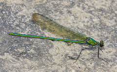 Calopteryx angustipennis