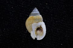 Nassarius albescens