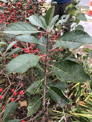 Ilex verticillata
