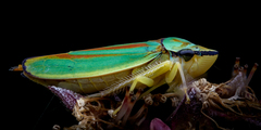 Rhododendron Leafhopper