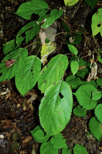 Hydrangea cinerea, photograph 2