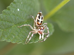 Cosmophasis baehrae