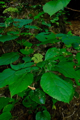 Hydrangea cinerea, photograph (c) Nathan Aaron, some rights reserved (CC BY)