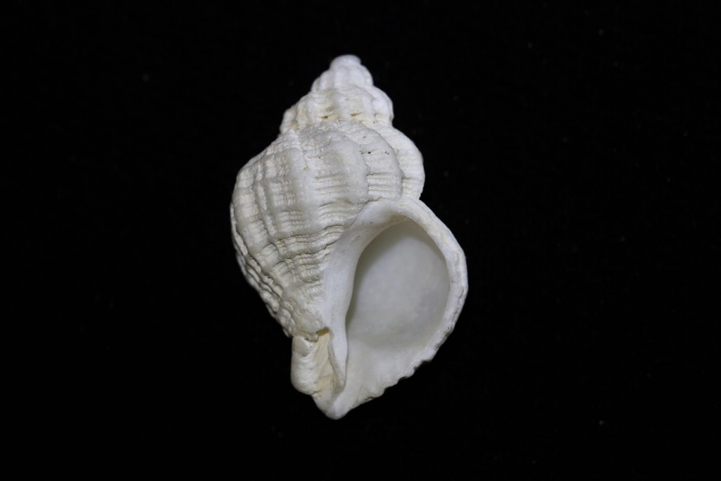 Coralliophila squamosissima