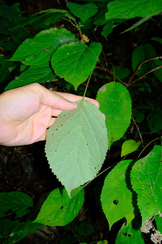 Hydrangea cinerea, photograph 4