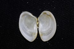 Pseudarcopagia botanica
