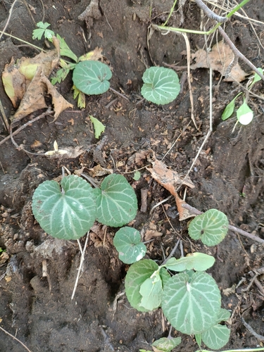 Irkutsk violet (Viola variegata)