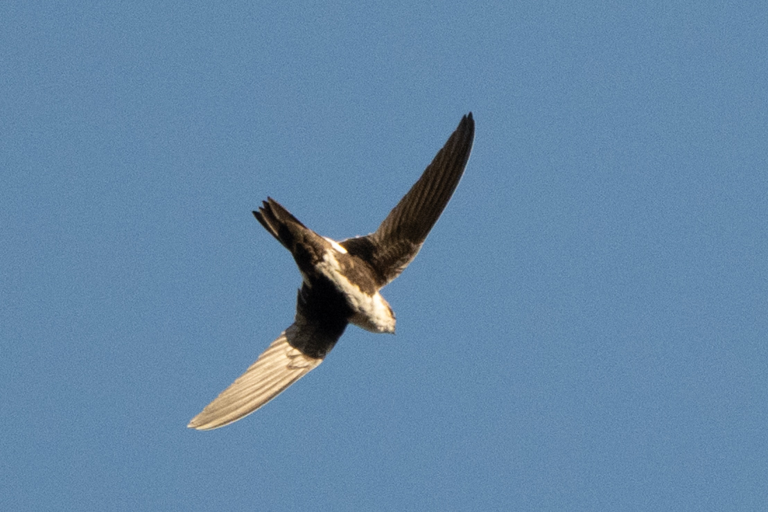 Aeronautes saxatalis (Woodhouse, 1853)