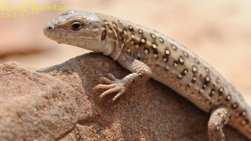 Mongolia Racerunner