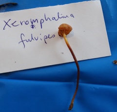 Heimiomyces fulvipes