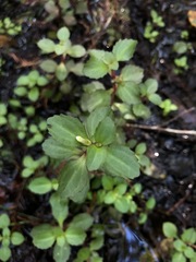 Gratiola virginiana