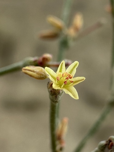 Visher's Buckwheat (Eriogonum visheri)