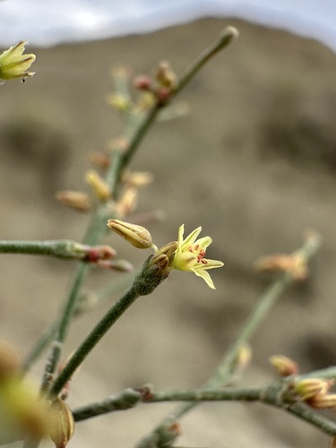Visher's buckwheat (Eriogonum visheri)