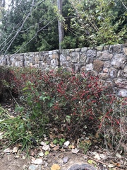 Ilex verticillata